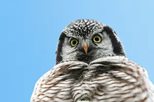 Surnia: Northern Hawk Owl