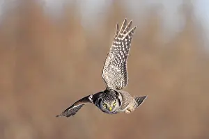 Surnia: Northern Hawk Owl