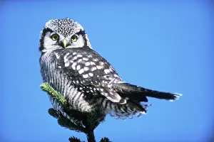 Surnia: Northern Hawk Owl