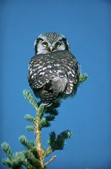 Surnia: Northern Hawk Owl
