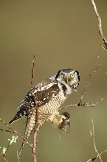 Vole: Northern Hawk Owl
