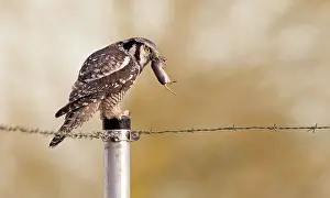 Vagrant: Northern Hawk Owl