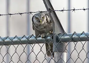 Vagrant: Northern Hawk Owl