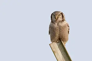 Vagrant: Northern Hawk Owl