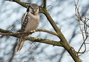 Zwolle: Northern Hawk Owl