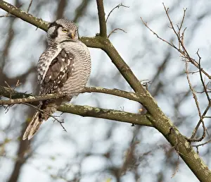 Zwolle: Northern Hawk Owl