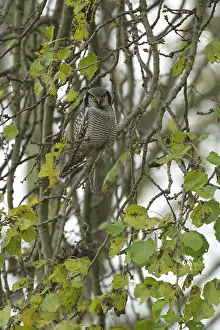 Rarity: Northern Hawk Owl