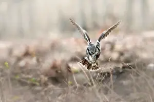 Zwolle: Northern Hawk Owl