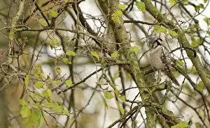 Rarity: Northern Hawk Owl