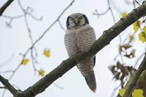 Zwolle: Northern Hawk Owl