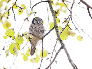 Vagrant: Northern Hawk Owl