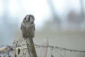 Barb: Northern Hawk Owl