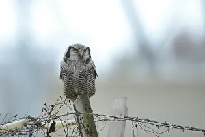 Barb: Northern Hawk Owl