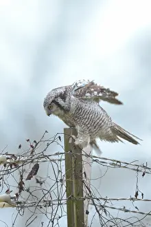 Barb: Northern Hawk Owl