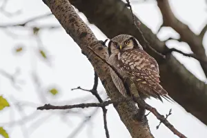 Zwolle: Northern Hawk Owl