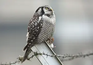 Zwolle: Northern Hawk Owl