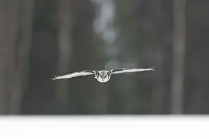 Lappland: Northern Hawk Owl