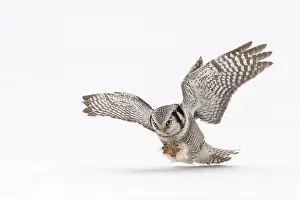 Lappland: Northern Hawk Owl
