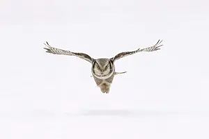 Lappland: Northern Hawk Owl