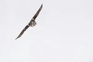 Lappland: Northern Hawk Owl