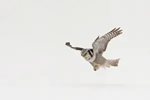Lappland: Northern Hawk Owl