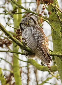 Zwolle: Northern Hawk Owl