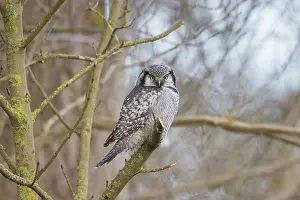Holstein: Northern Hawk Owl - adult owl - Germany