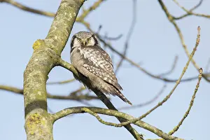 Holstein: Northern Hawk Owl - adult owl - Germany