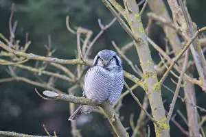 Holstein: Northern Hawk Owl - adult owl - Germany