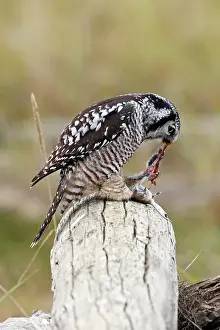 Surnia: Northern Hawk Owl - eating vole prey