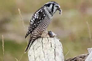 Surnia: Northern Hawk Owl - eating vole prey