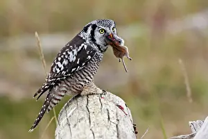 Surnia: Northern Hawk Owl - eating vole prey