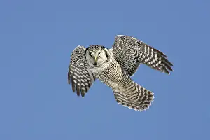 Surnia: Northern Hawk Owl - in flight