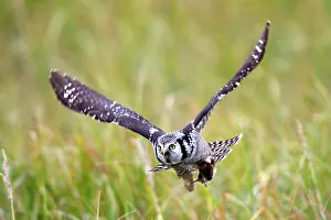 Surnia: Northern Hawk Owl - in flight