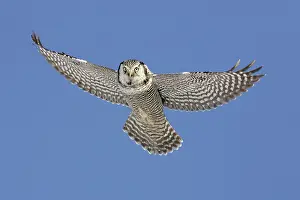 Voles: Northern Hawk Owl - flight
