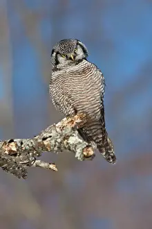 Surnia: Northern Hawk Owl - on perch