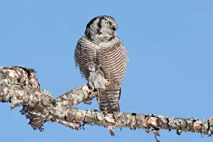 Voles: Northern Hawk Owl - on perch eating Meadow Vole