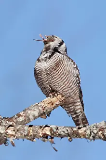 Voles: Northern Hawk Owl - on perch eating Meadow Vole