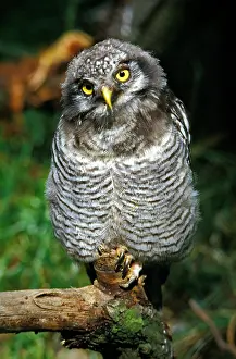 Barking: Northern Hawk Owl (surnia ulula), Immature