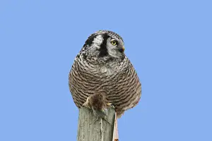 Surnia: Northern Hawk Owl - with vole prey