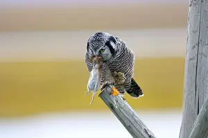 Surnia: Northern Hawk Owl - with vole prey
