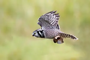 Surnia: Northern Hawk Owl - with vole prey
