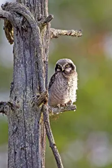 Surnia: Northern Hawk-owl young perched on branch