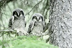 Surnia: Northern Hawk Owlets