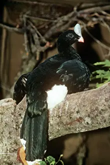 Helmeted: NORTHERN HELMETED CURASSOW