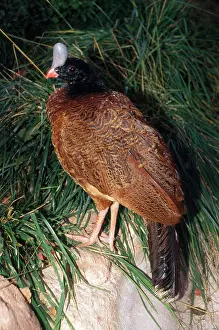 Helmeted: Northern Helmeted Curassow - rare red phase