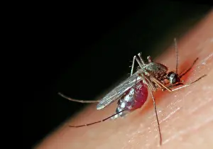 Suck: Northern house mosquito (Culex pipiens), female