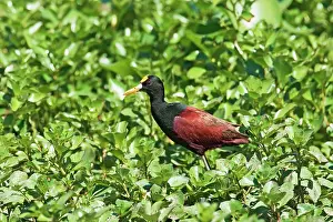 Jacana: Northern Jacana
