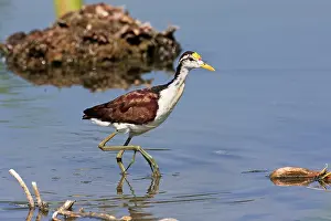 Jacana: Northern Jacana