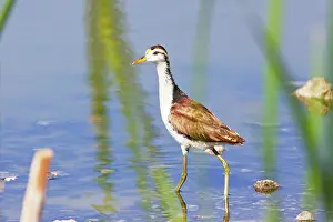 Jacana: Northern Jacana